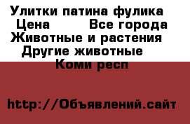 Улитки патина фулика › Цена ­ 10 - Все города Животные и растения » Другие животные   . Коми респ.